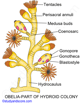 obelia, hydroid colony, coenosarc, gonophore, hydrocaulus, medusa buds, tentacles